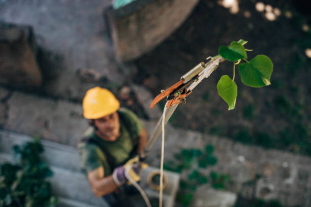 Best Tree Trimming and Pruning  in Gettysburg, PA